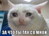 memchik.ru_plachuschiy_kot_1642679061.jpg