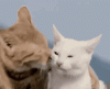 OUKW.gif